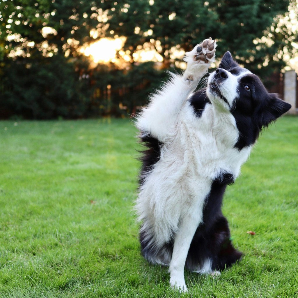 dos sitting and showing one paw